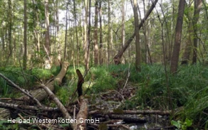 Erlenbruchwald im Naturschutz- & Naherholungsgebiet Muckenbruch Erlenbruchwald im Naturschutz- & Naherholungsgebiet Muckenbruch