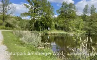 Biberteich an der Sauerland-Waldroute