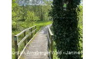 Wanderpfad auf der Sauerland-Waldroute zwischen Bibertal und Ringelstein