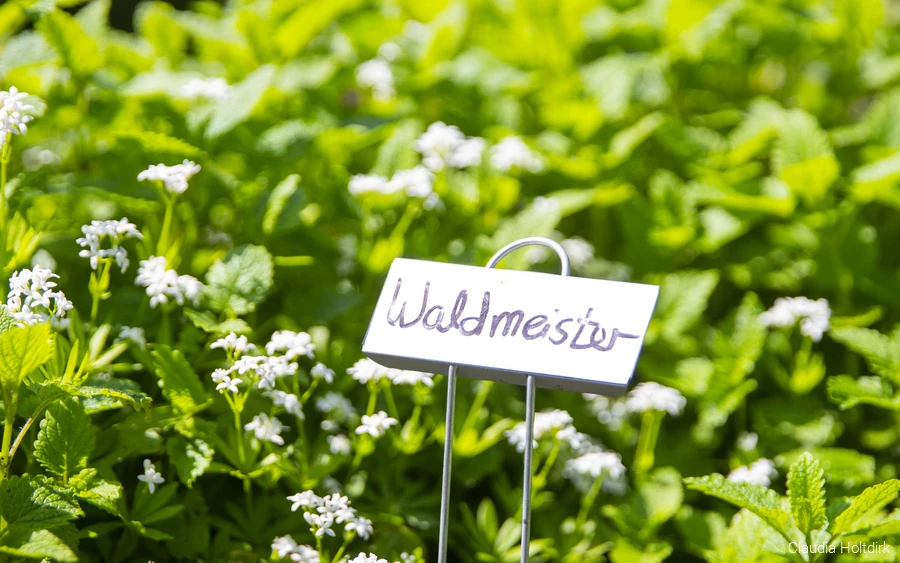 Kräuter Waldmeister