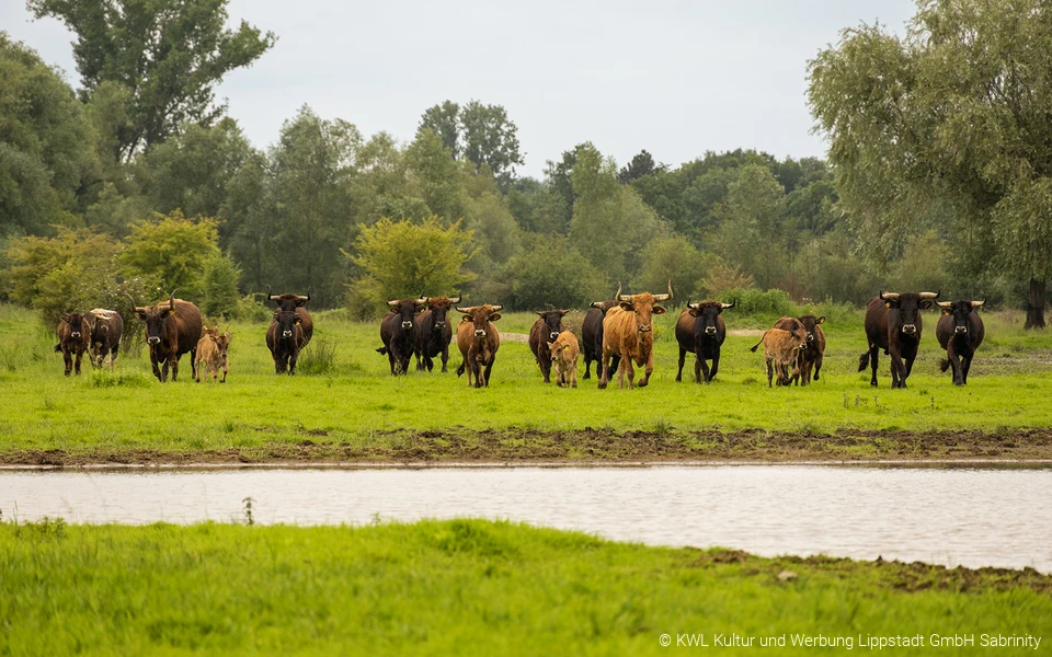 Rinder in den Lippeauen