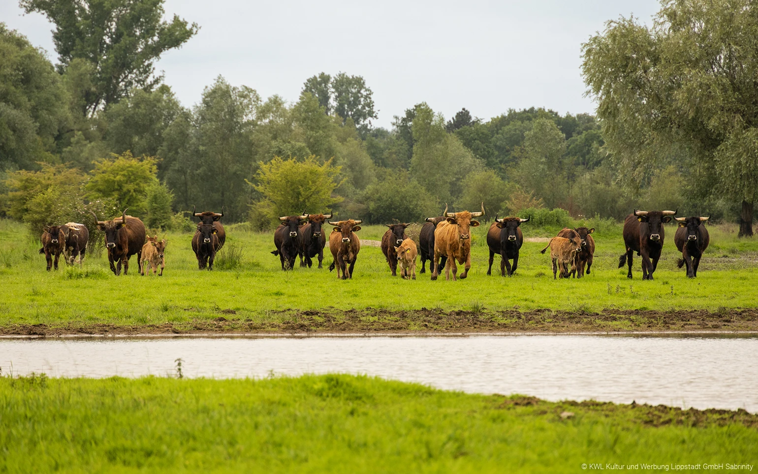 Rinder in den Lippeauen