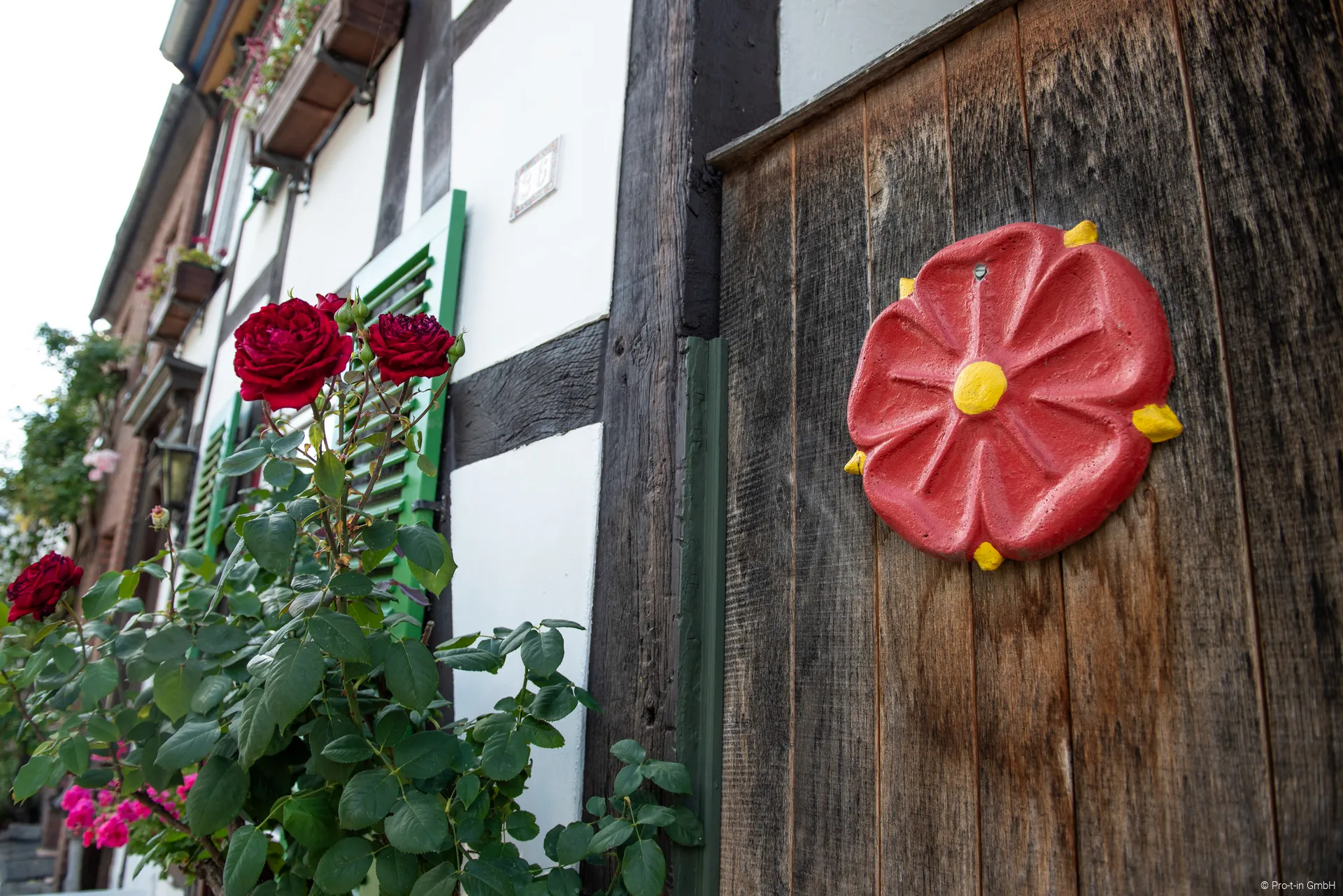 Lipperose an Hauswand