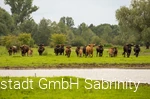 Rinder in den Lippeauen