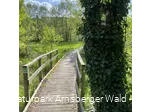 Wanderpfad auf der Sauerland-Waldroute zwischen Bibertal und Ringelstein