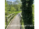 Wanderpfad auf der Sauerland-Waldroute zwischen Bibertal und Ringelstein